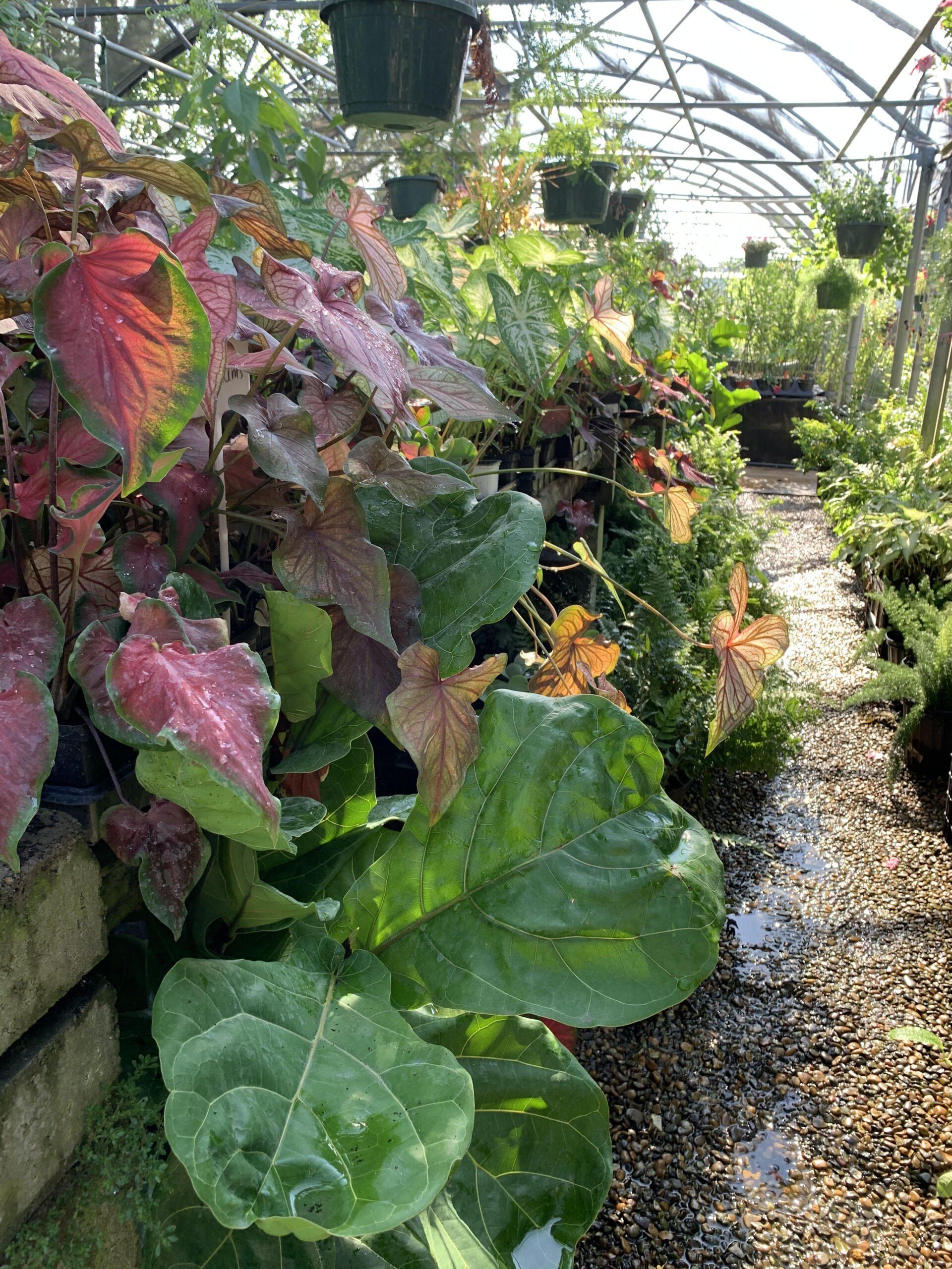 Lush tropical plants line a greenhouse path under a glass roof, with colorful leaves and hanging pots.