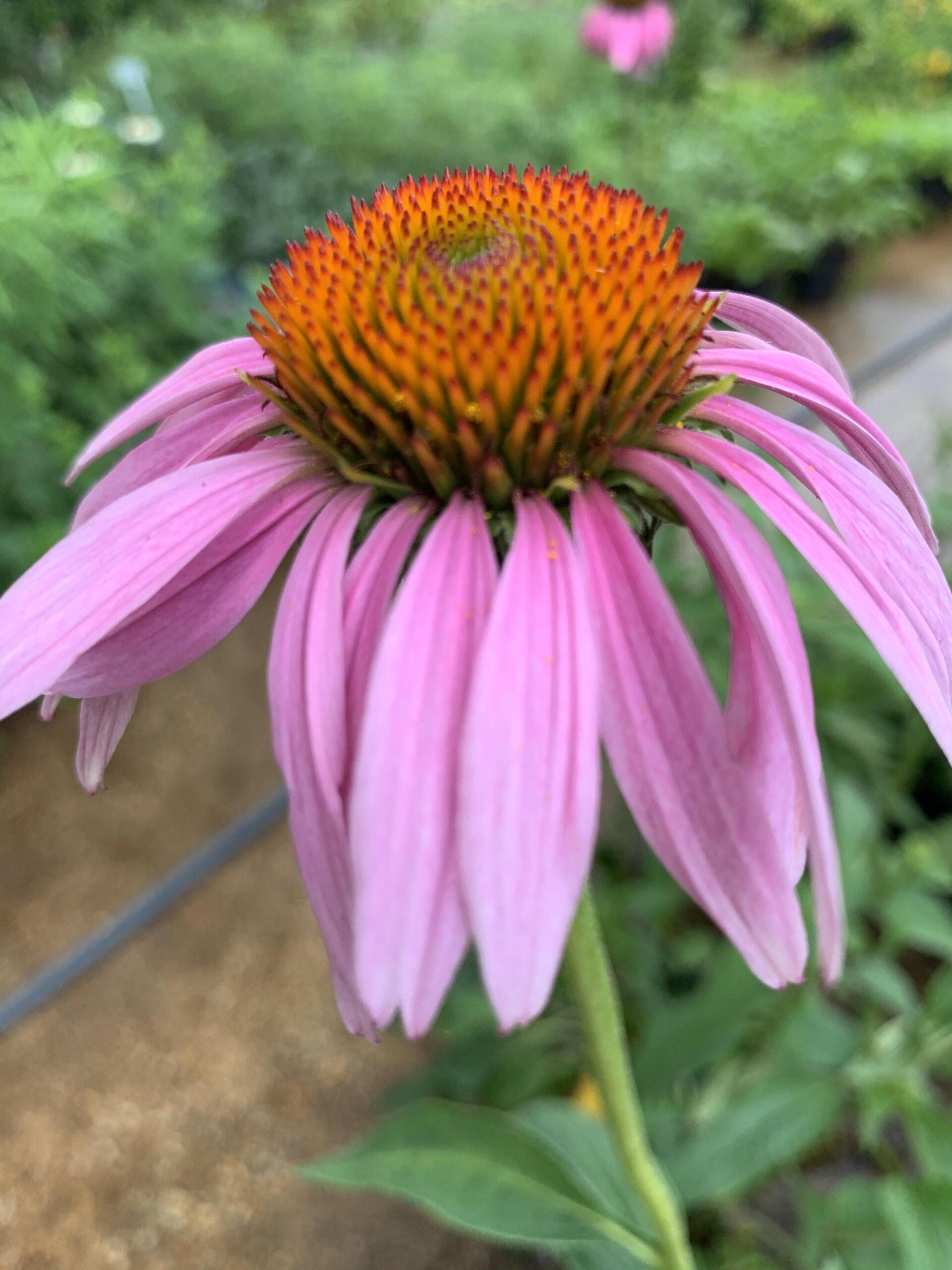 Close-up of a purple coneflower with drooping pink petals and an orange spiky center in a garden.