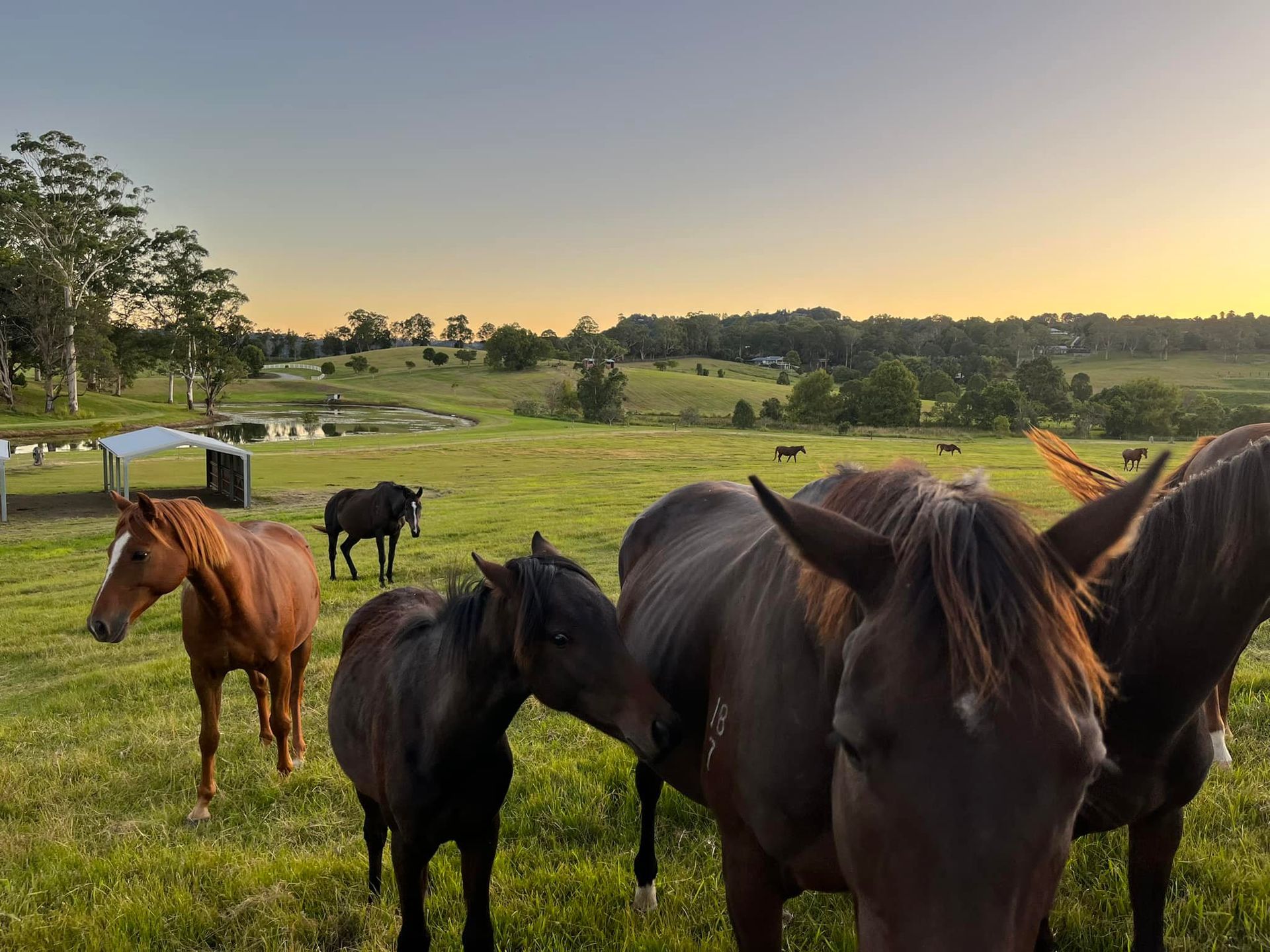 Horses in a grassy field at dusk. Several brown horses graze, some nuzzling each other, with a pond and trees in the background. — Equine Stable Solutions In Diddillibah, QLD