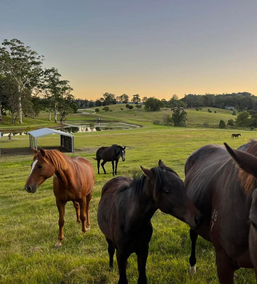 A Herd Of Horses Standing In A Grassy Field — Equine Stable Solutions In Diddillibah, QLD