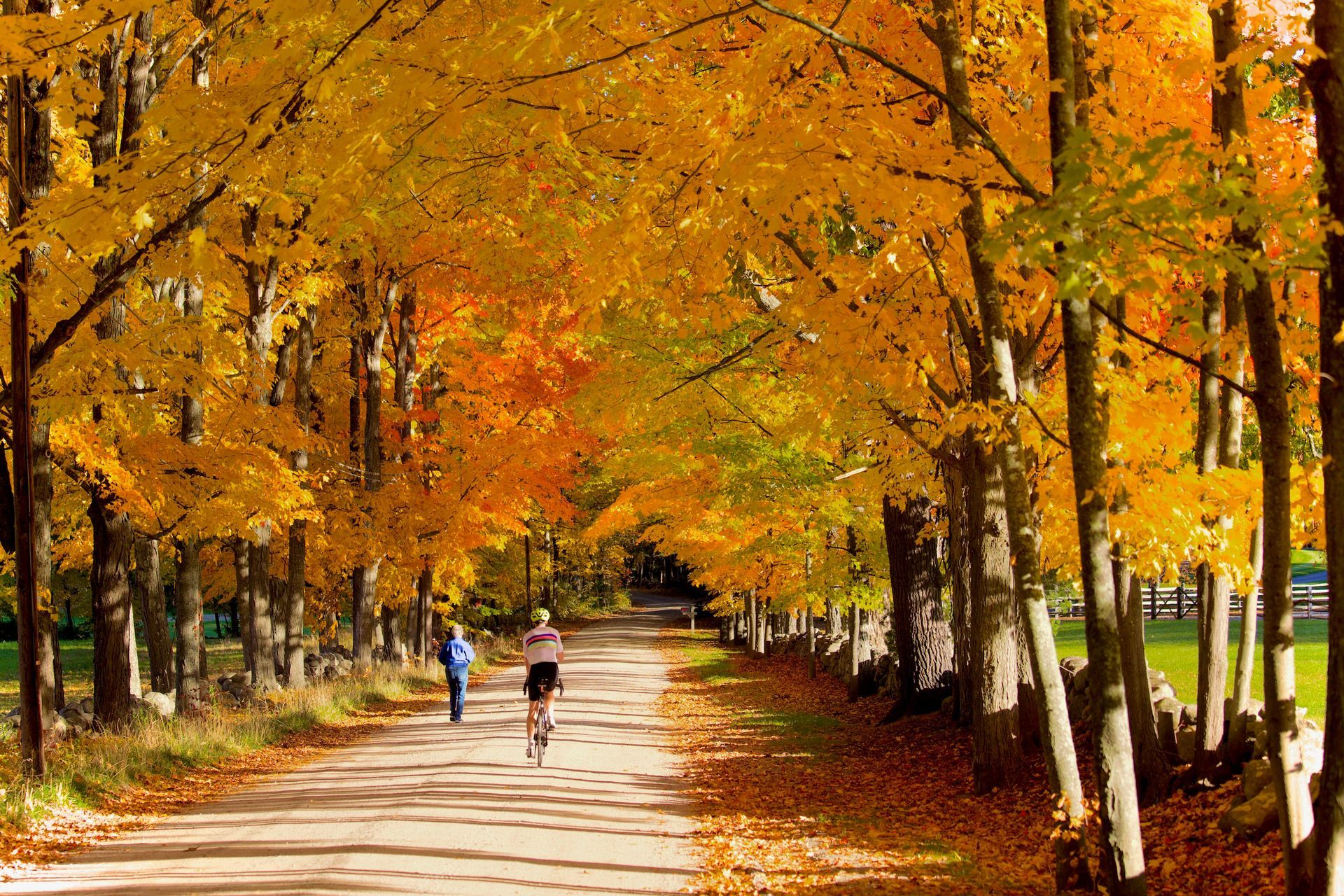 Tree-lined autumn path with golden leaves and two people walking in the distance
