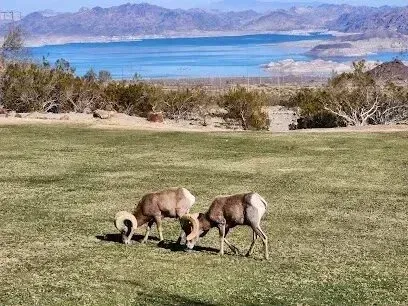 Mobile Detailing-Two desert bighorn sheep grazing in a grassy field, with a lake and mountains in the background.