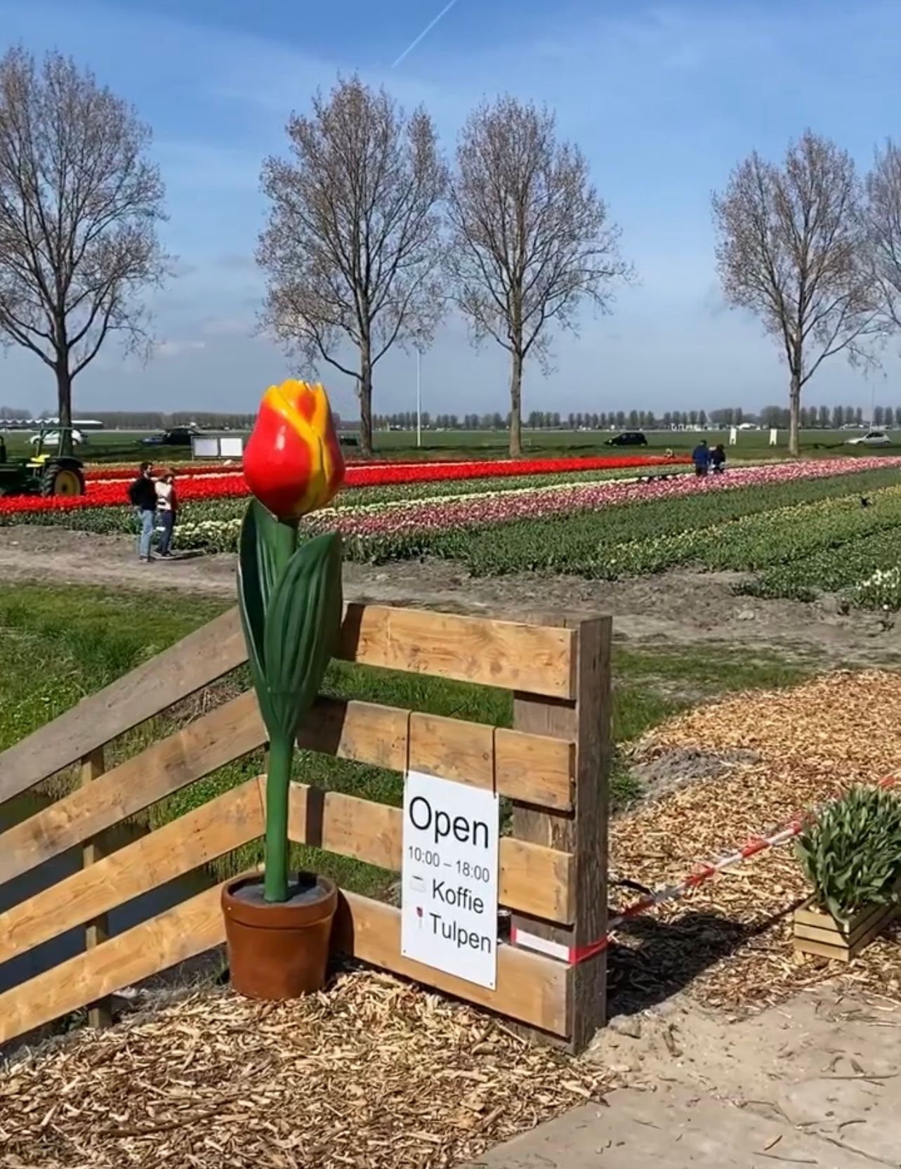 Polyester XL Tulp