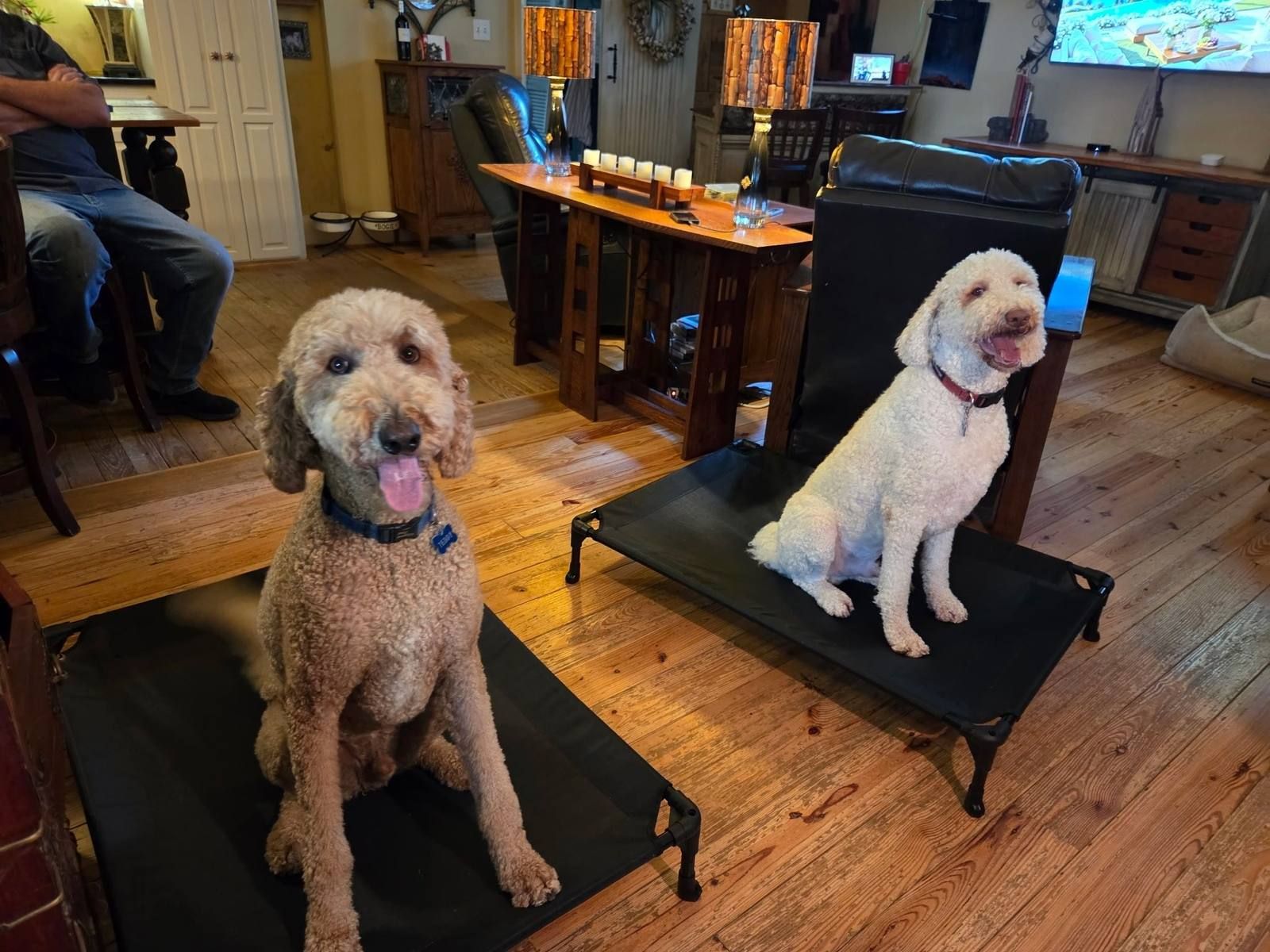 Two Goldendoodles on elevated Place cots during in-home training