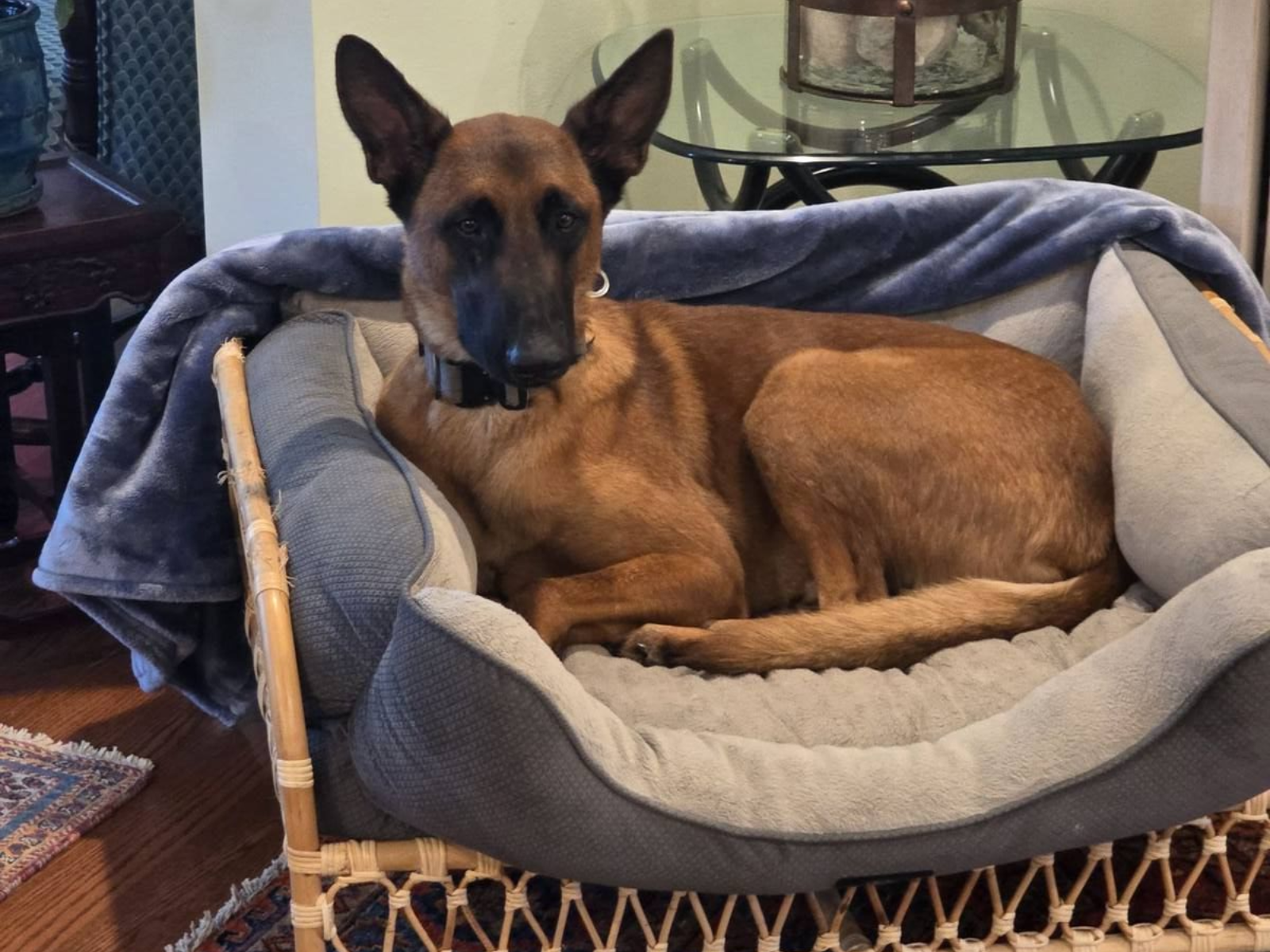 Revan resting on a dog bed during an in-home training session