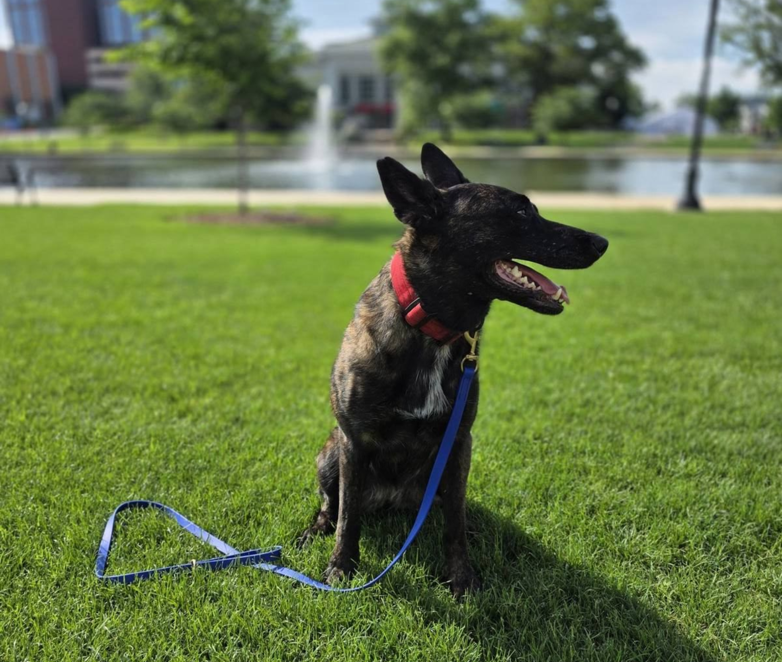 Brindle dog sitting on a blue leash near the fountain at Big Spring Park