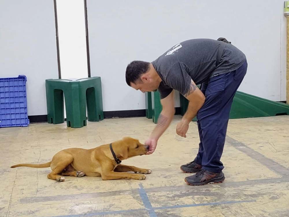Person giving a treat to a brown dog lying down. Indoor training setting.