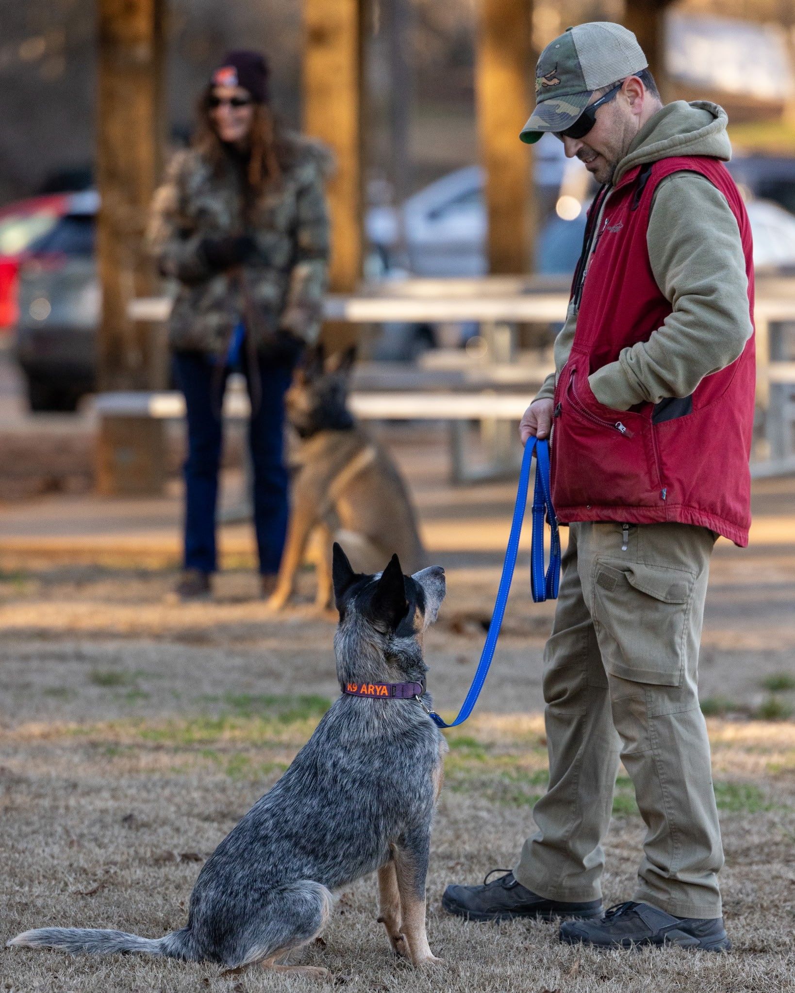 Professional Dog Training 