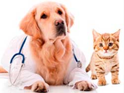 Consulta veterinaria