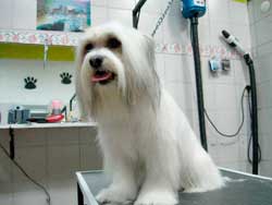 Estética canina