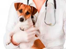 Vacunas para perros