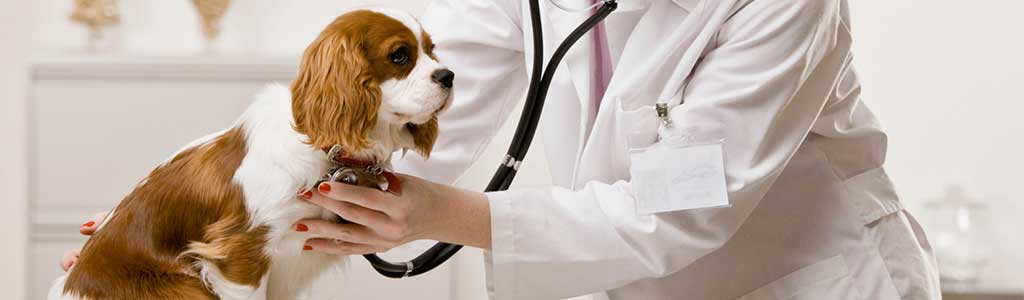 Medicamentos para mascotas