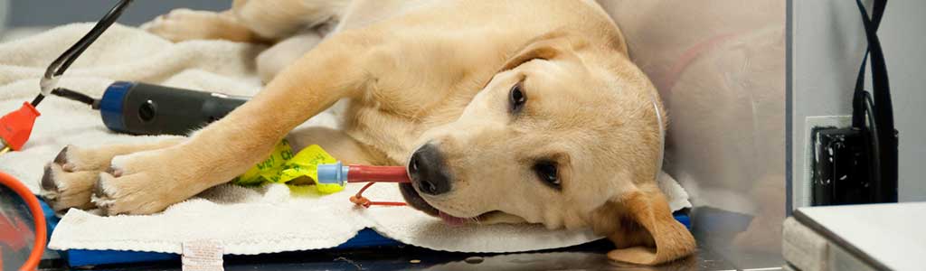 Estética veterinaria en Mexicali