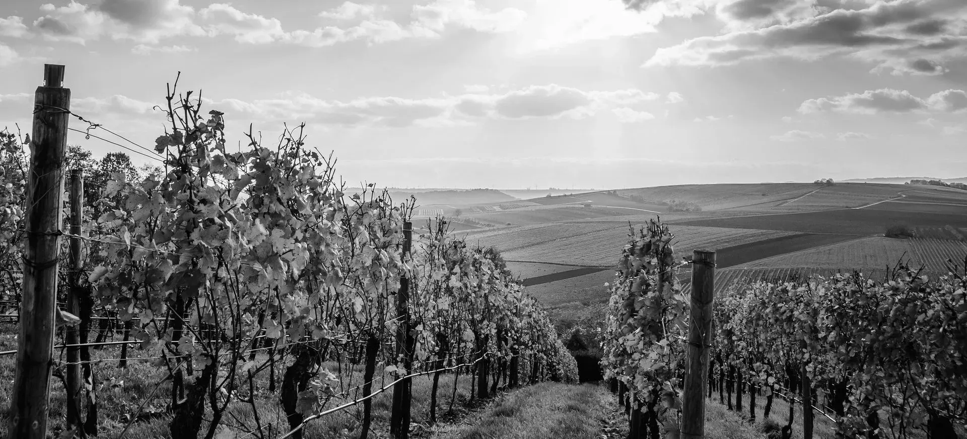 A black-and-white landscape view looking down rows of grapevines in a vineyard toward a distant valley under a cloudy sky.