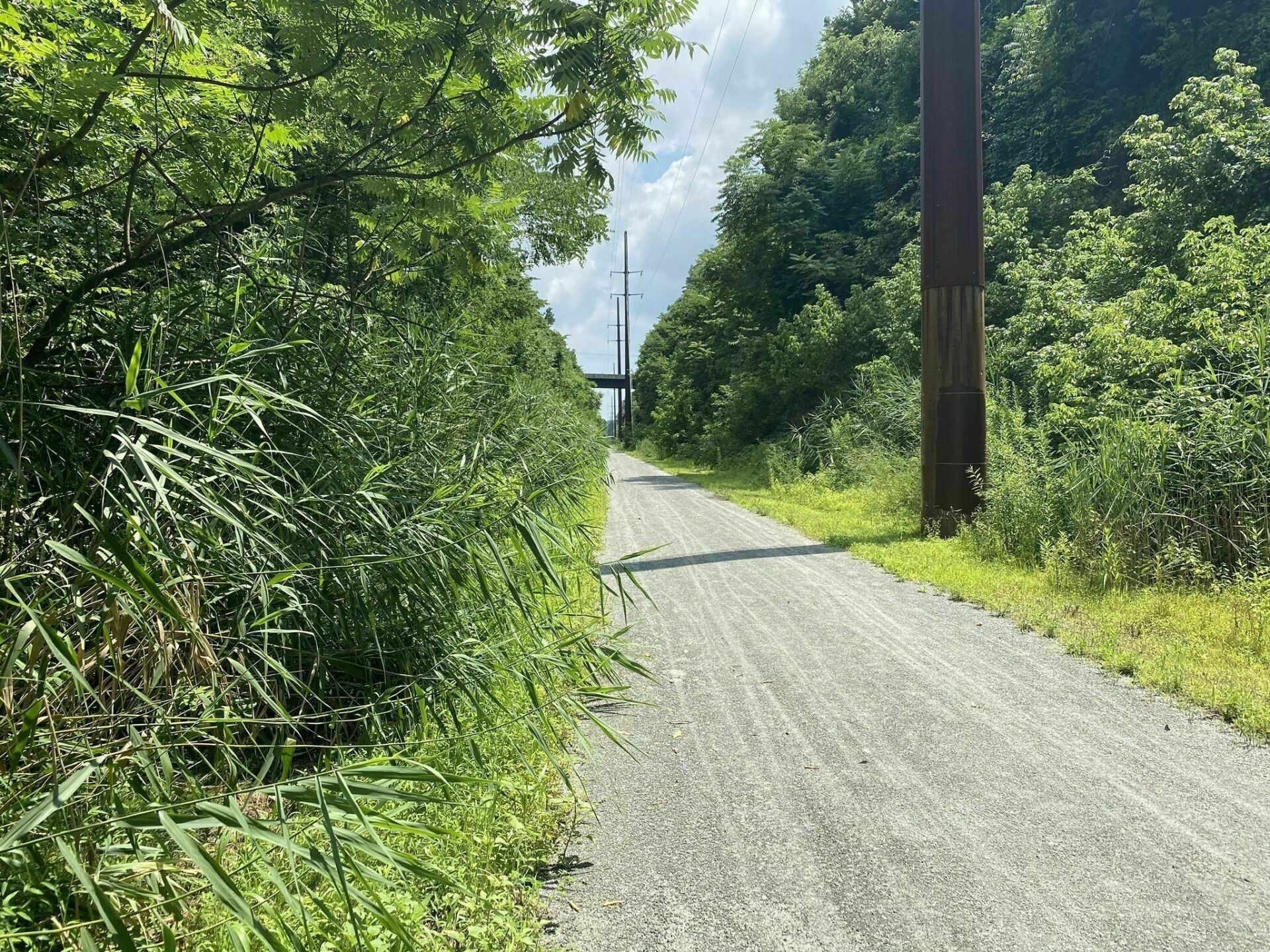 A dirt road surrounded by trees and grass on a sunny day.