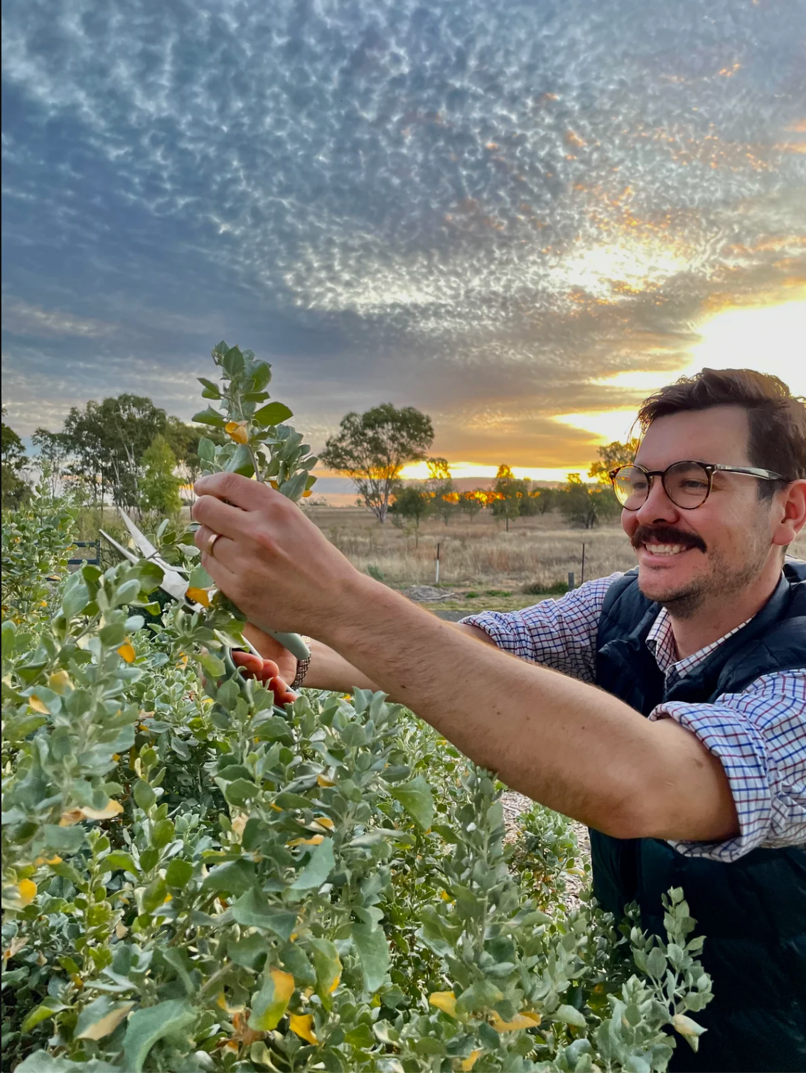 A man is cutting a plant with a pair of scissors in a field.