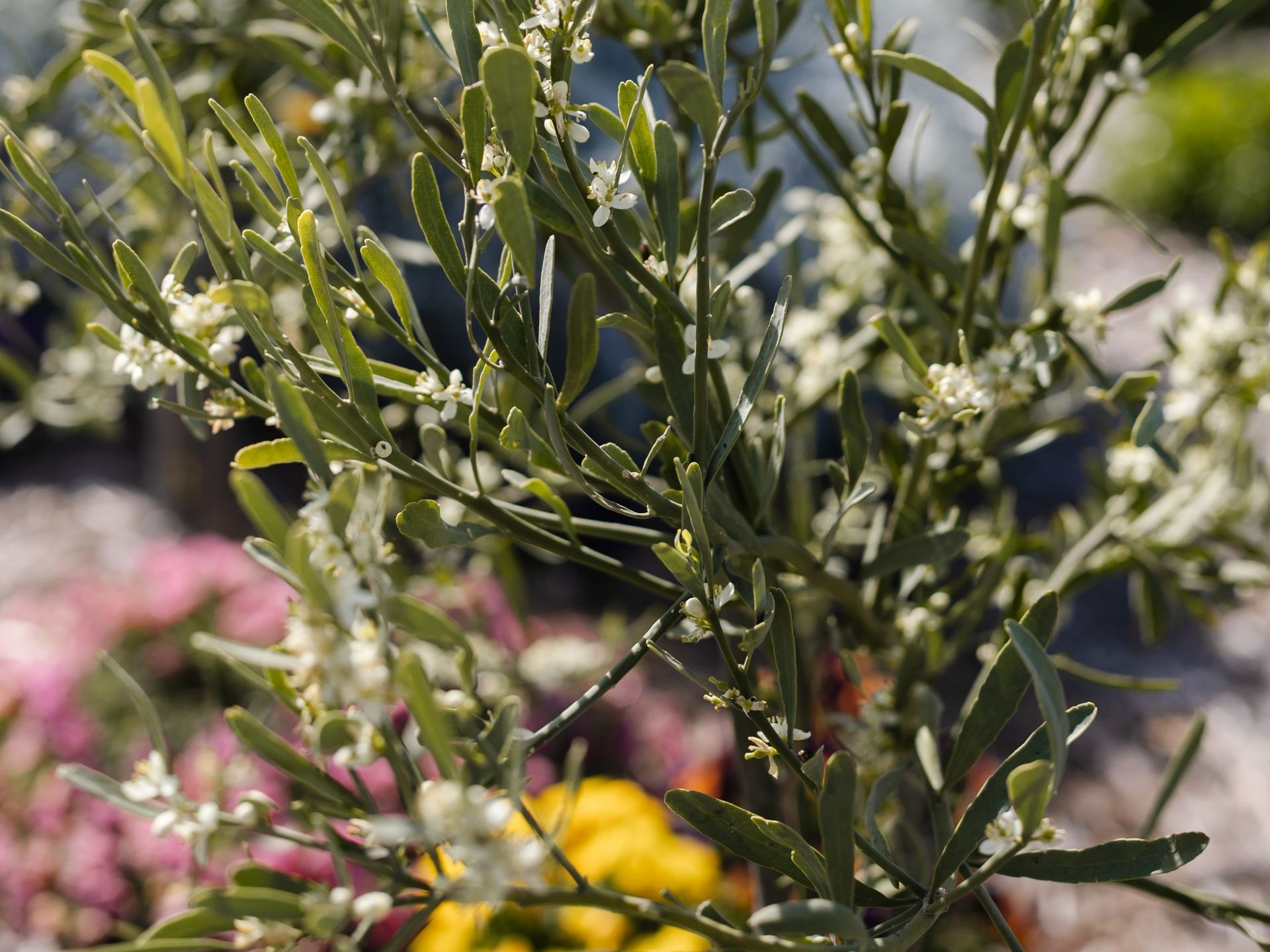 A close up of a plant with white flowers and green leaves.