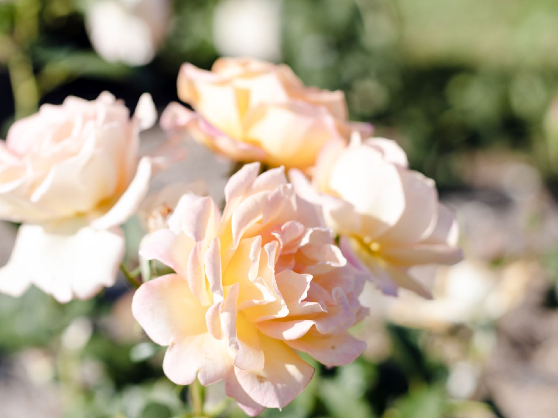 A close up of a bunch of roses in a garden.