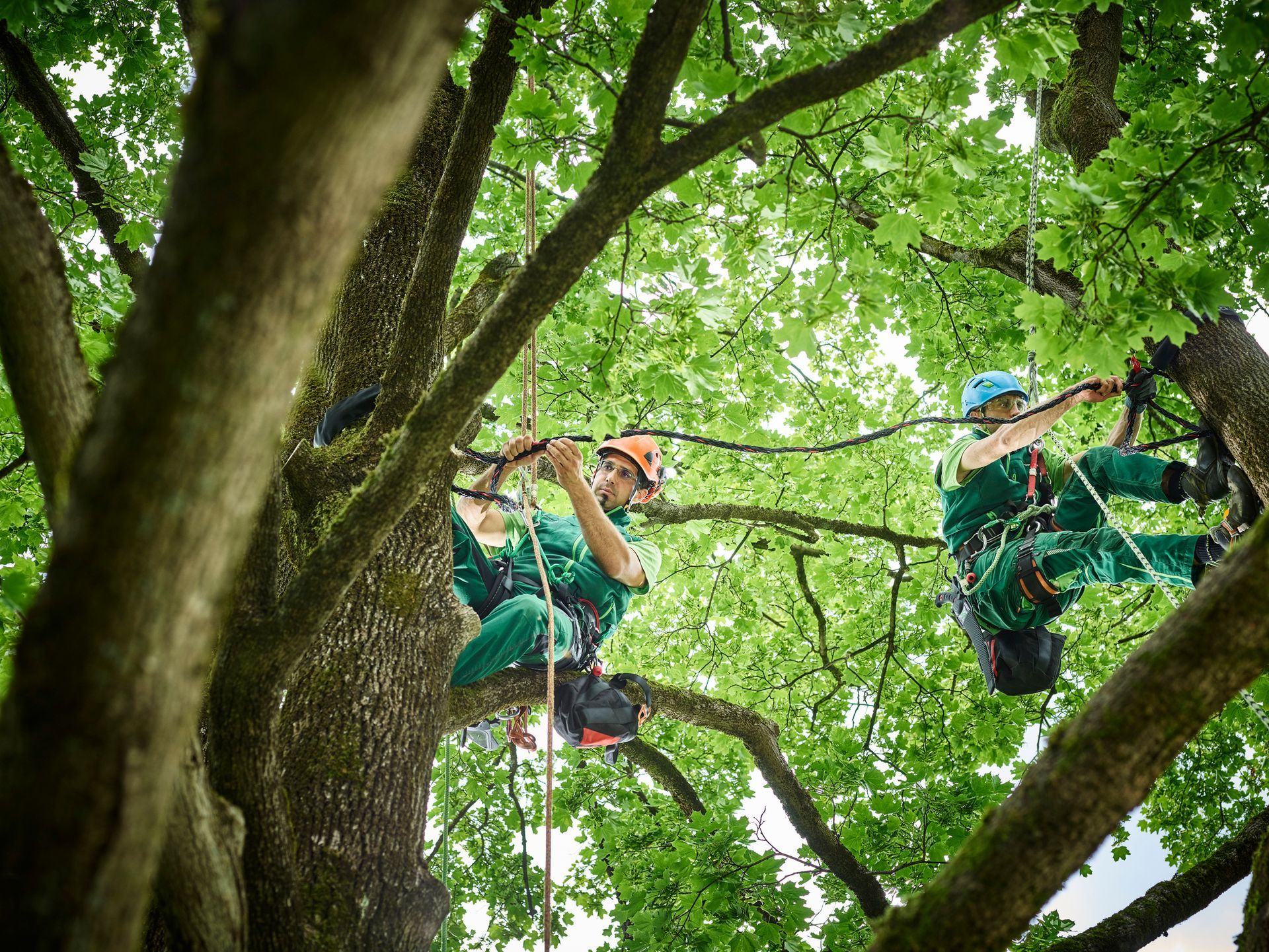 Arboricoltura