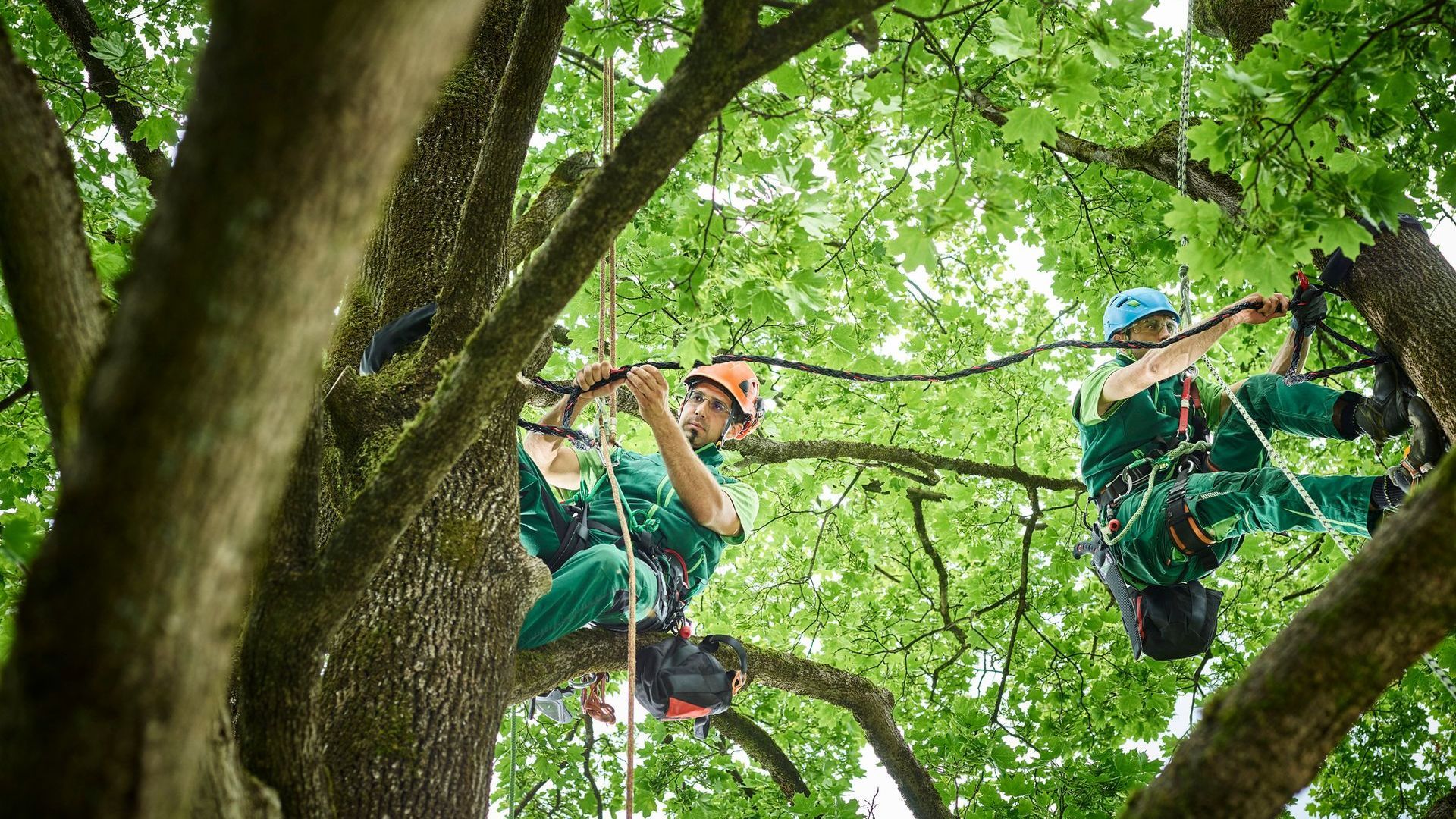 arboricoltura