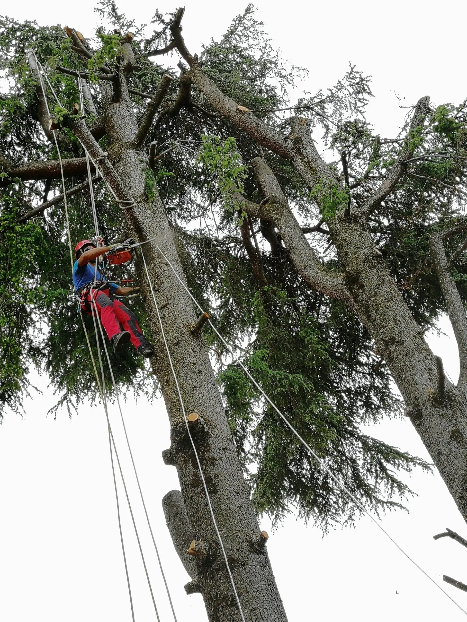 Abbattimento cedro