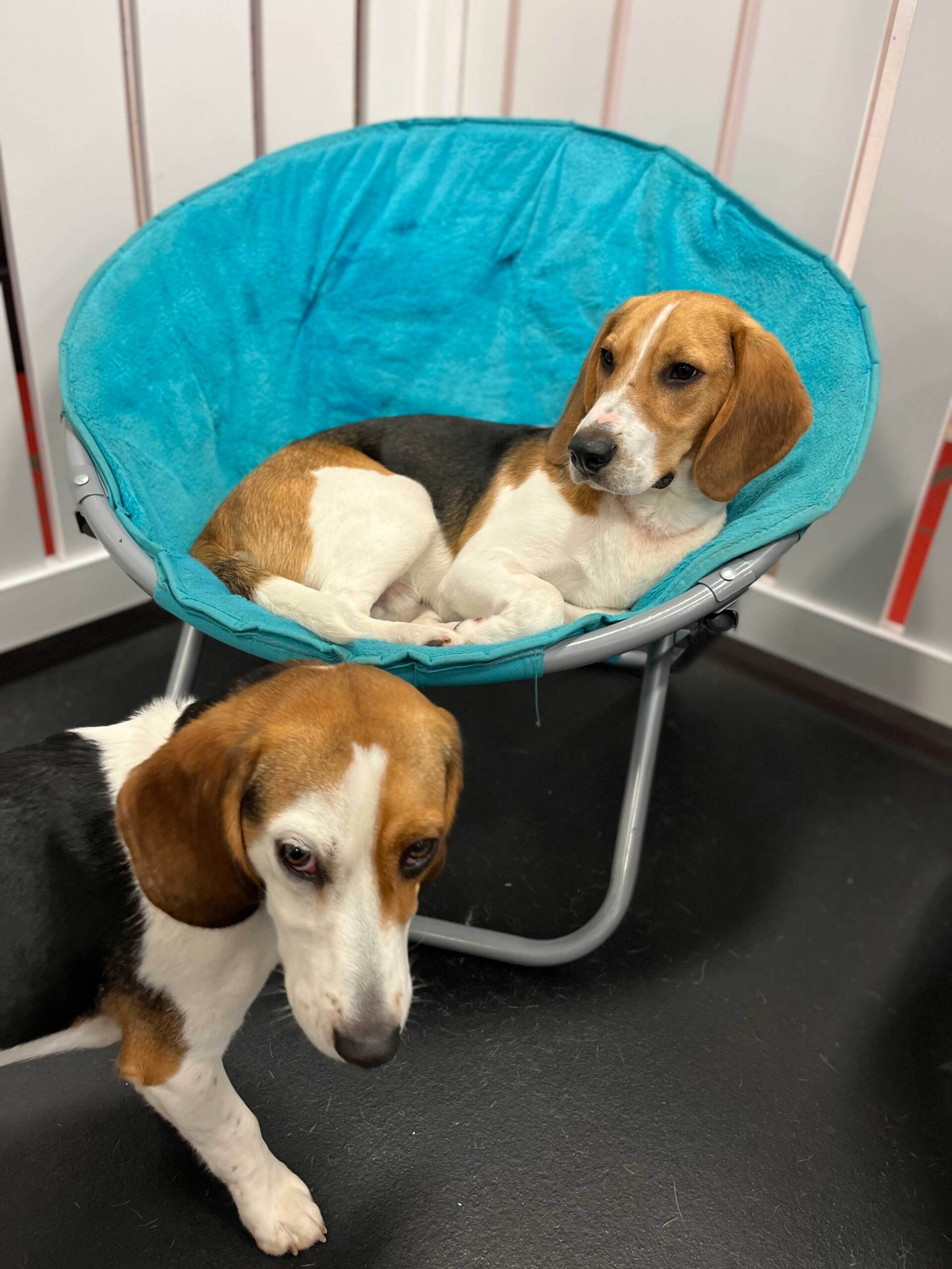 Dog boarding services near me At Your Bark N Call