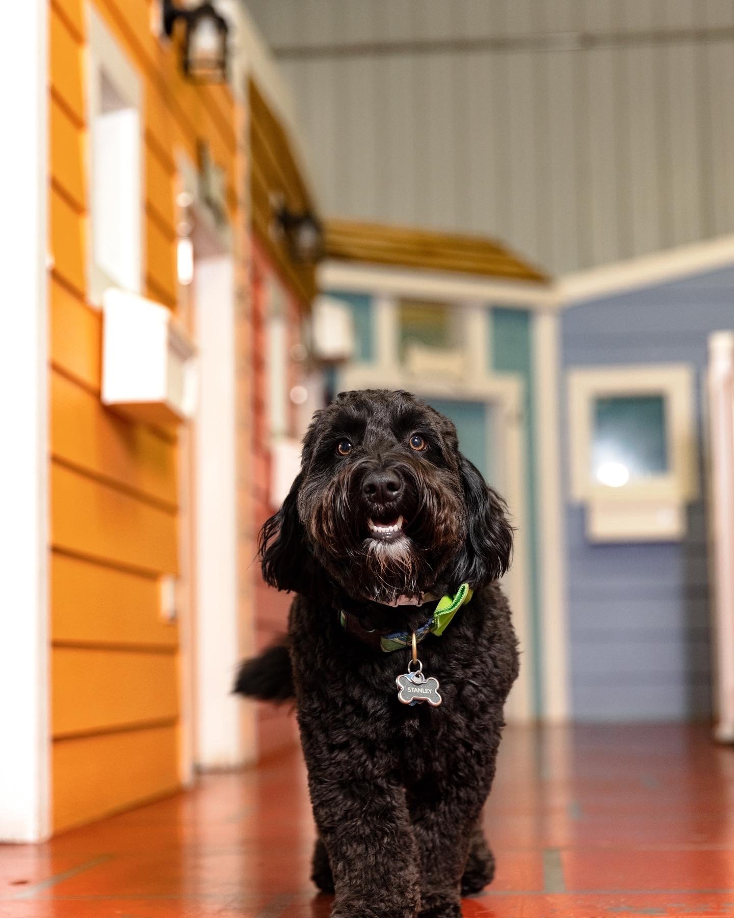 Dog boarding services near me At Your Bark N Call