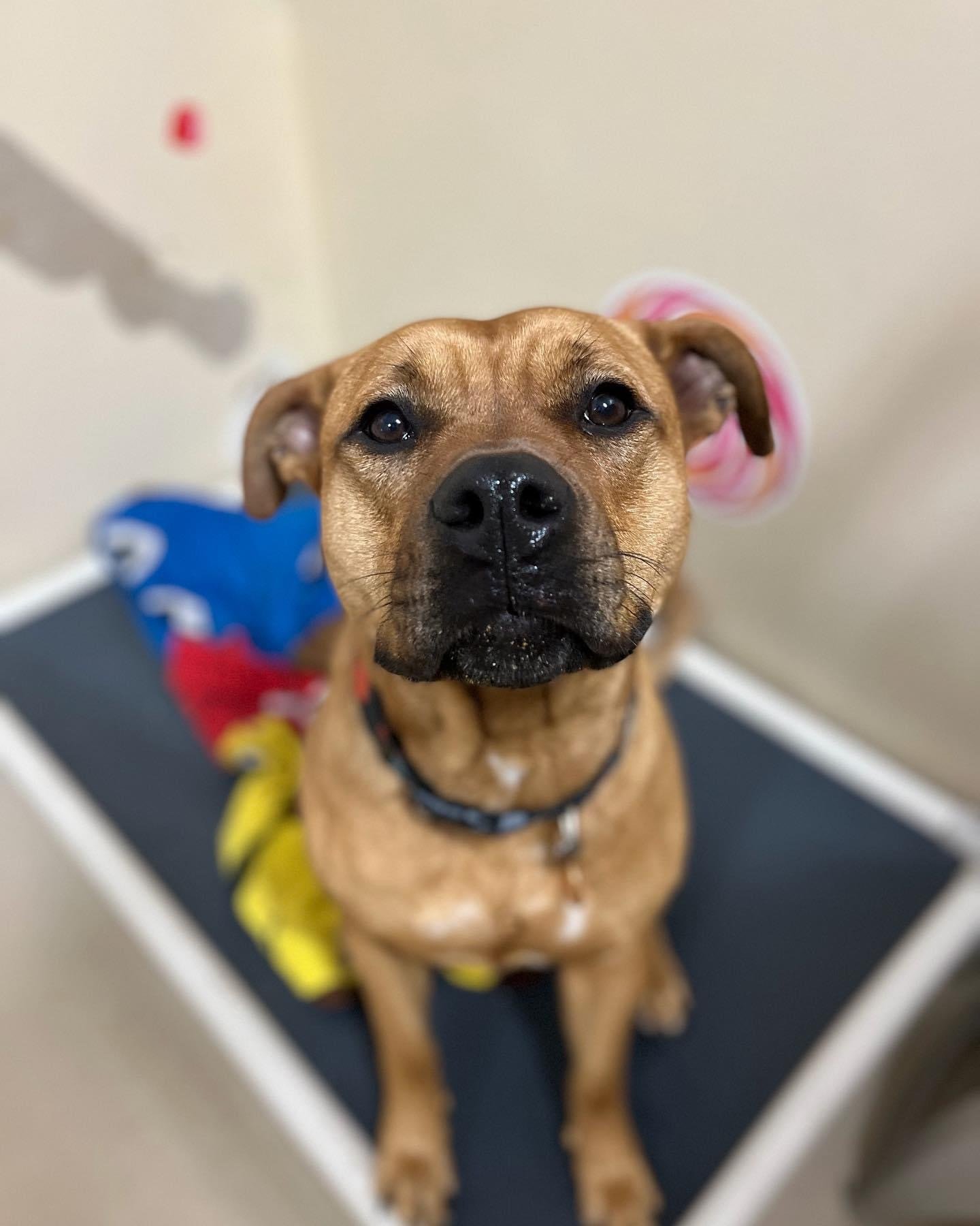 Dog boarding services near me At Your Bark N Call