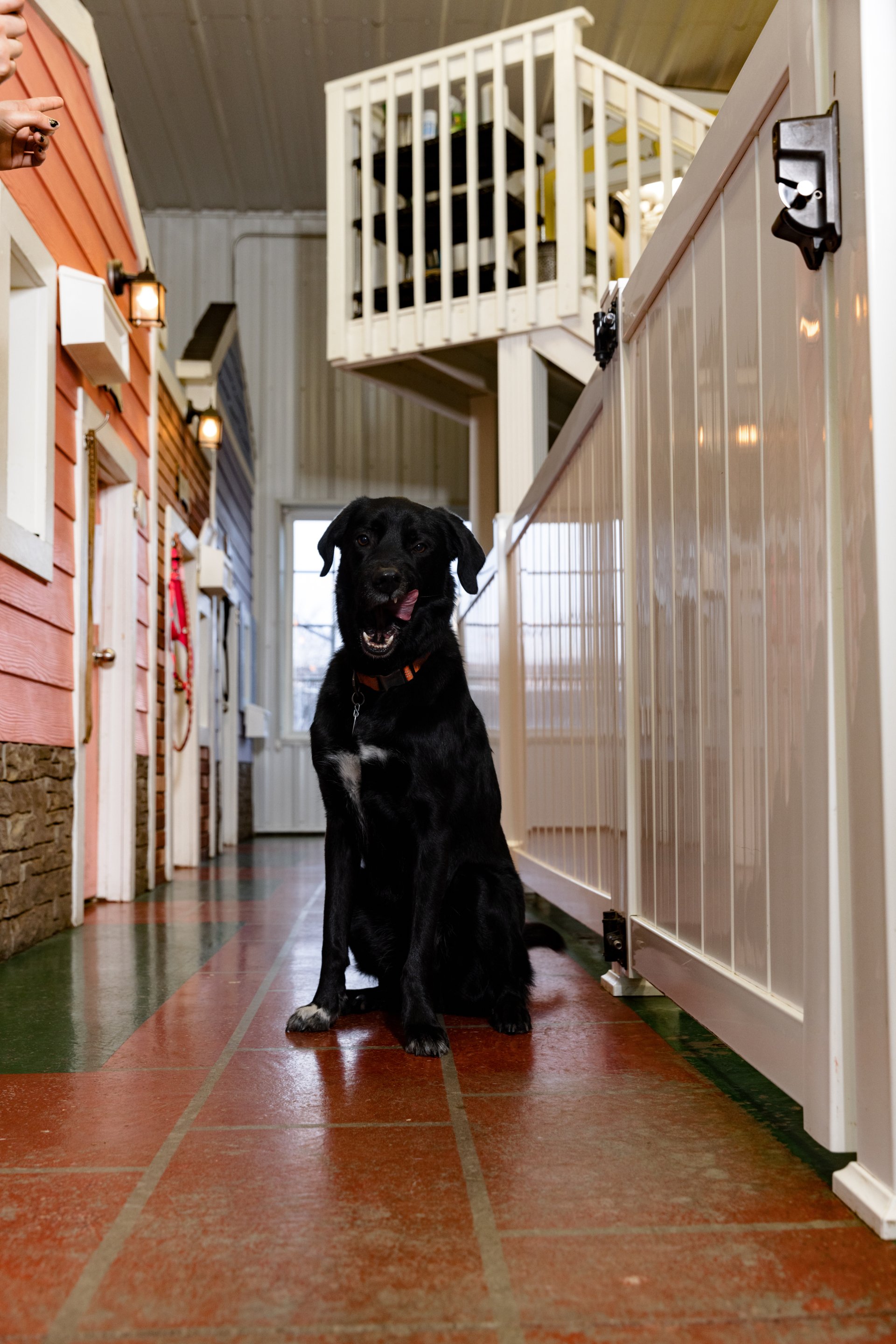 Dog boarding services near me At Your Bark N Call