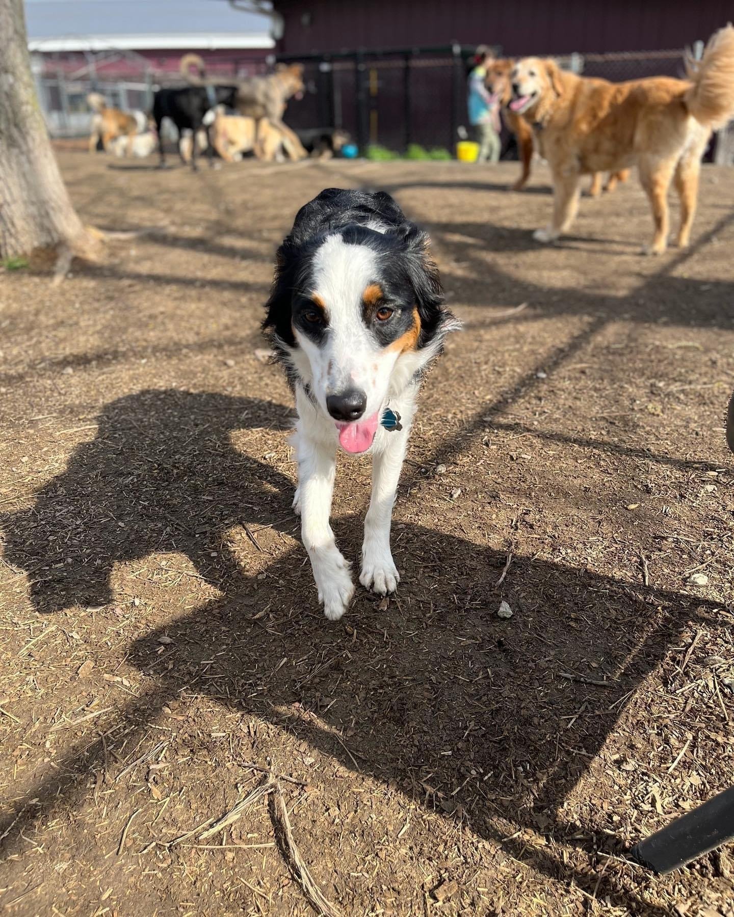 Dog boarding services near me At Your Bark N Call