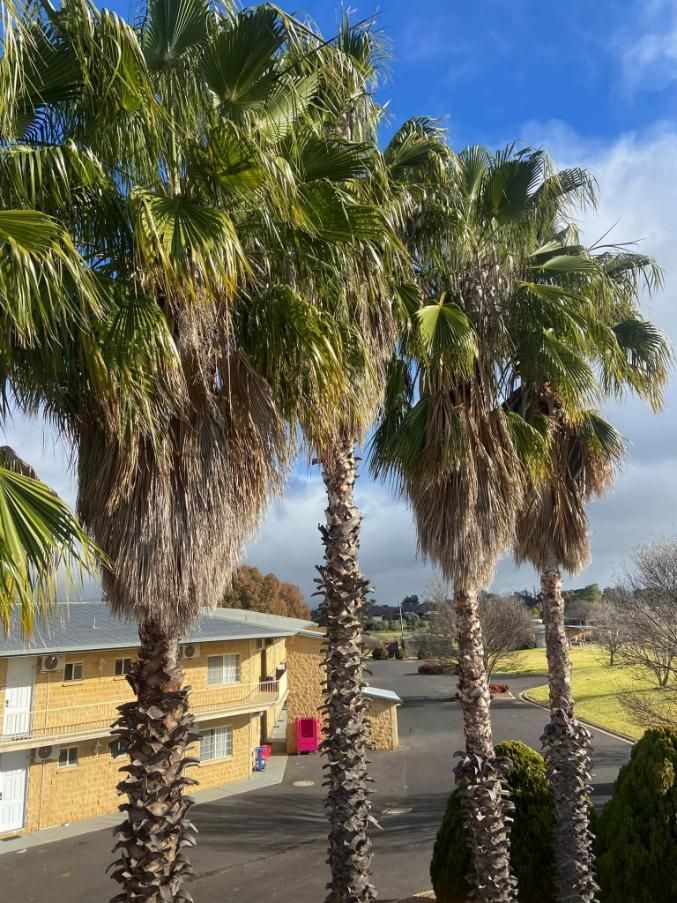 A Row of Palm Trees in Front of A Building — Mudgee Tree Services in Eurunderee, NSW
