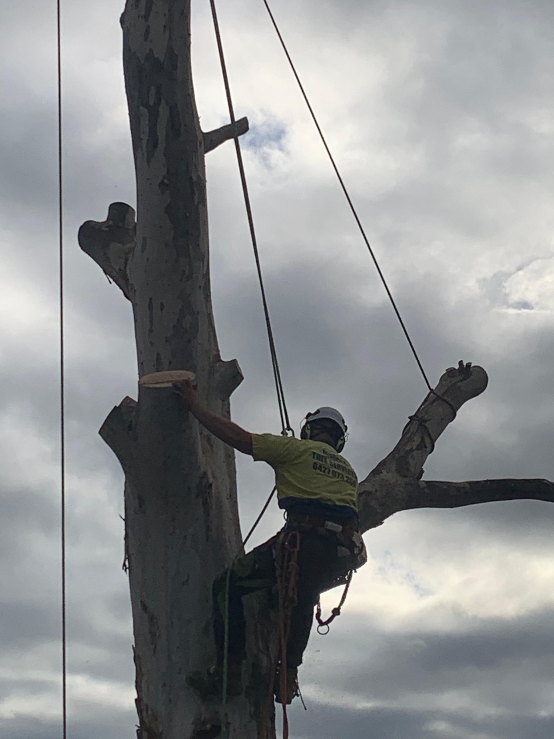 A Man Is Climbing a Tree in The Woods — Mudgee Tree Services in Eurunderee, NSW