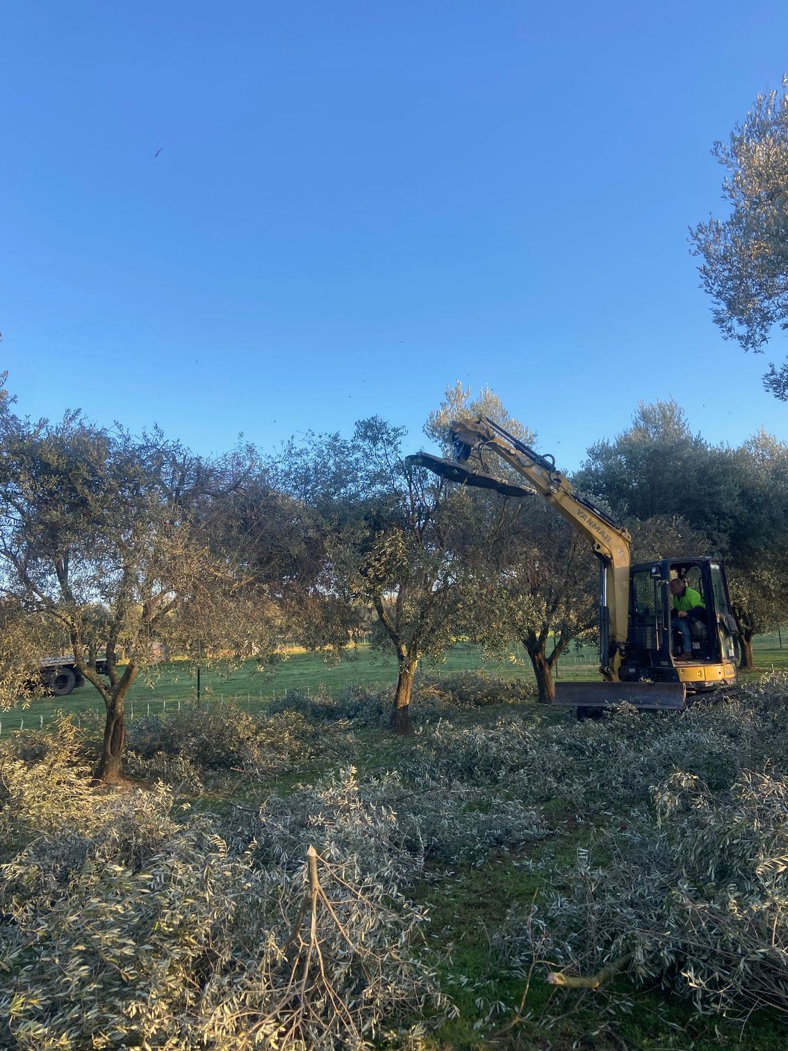 machine pruning olive trees — Mudgee Tree Services in Eurunderee, NSW