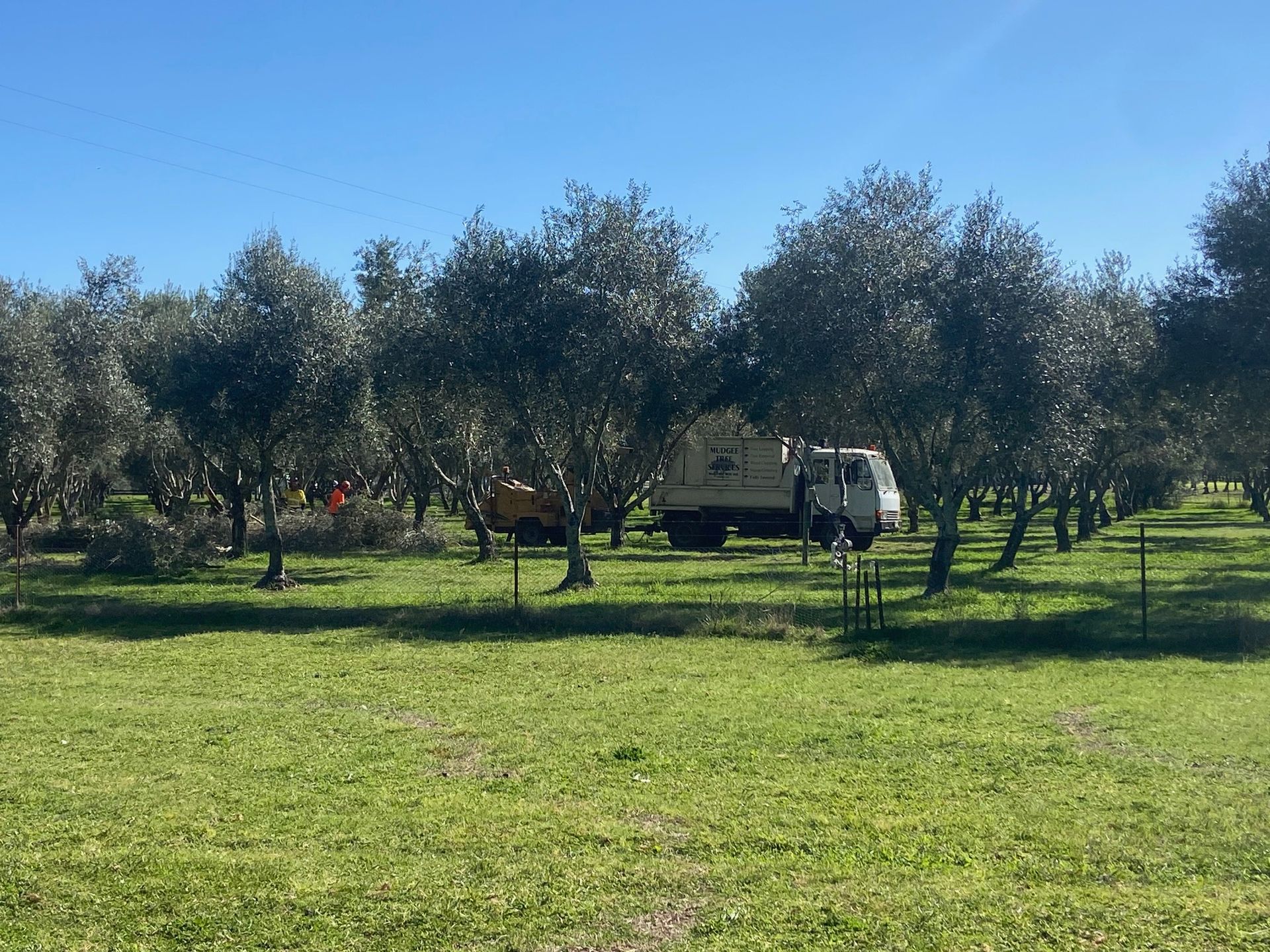 Truck with chipper in an orchard— Mudgee Tree Services in Eurunderee, NSW