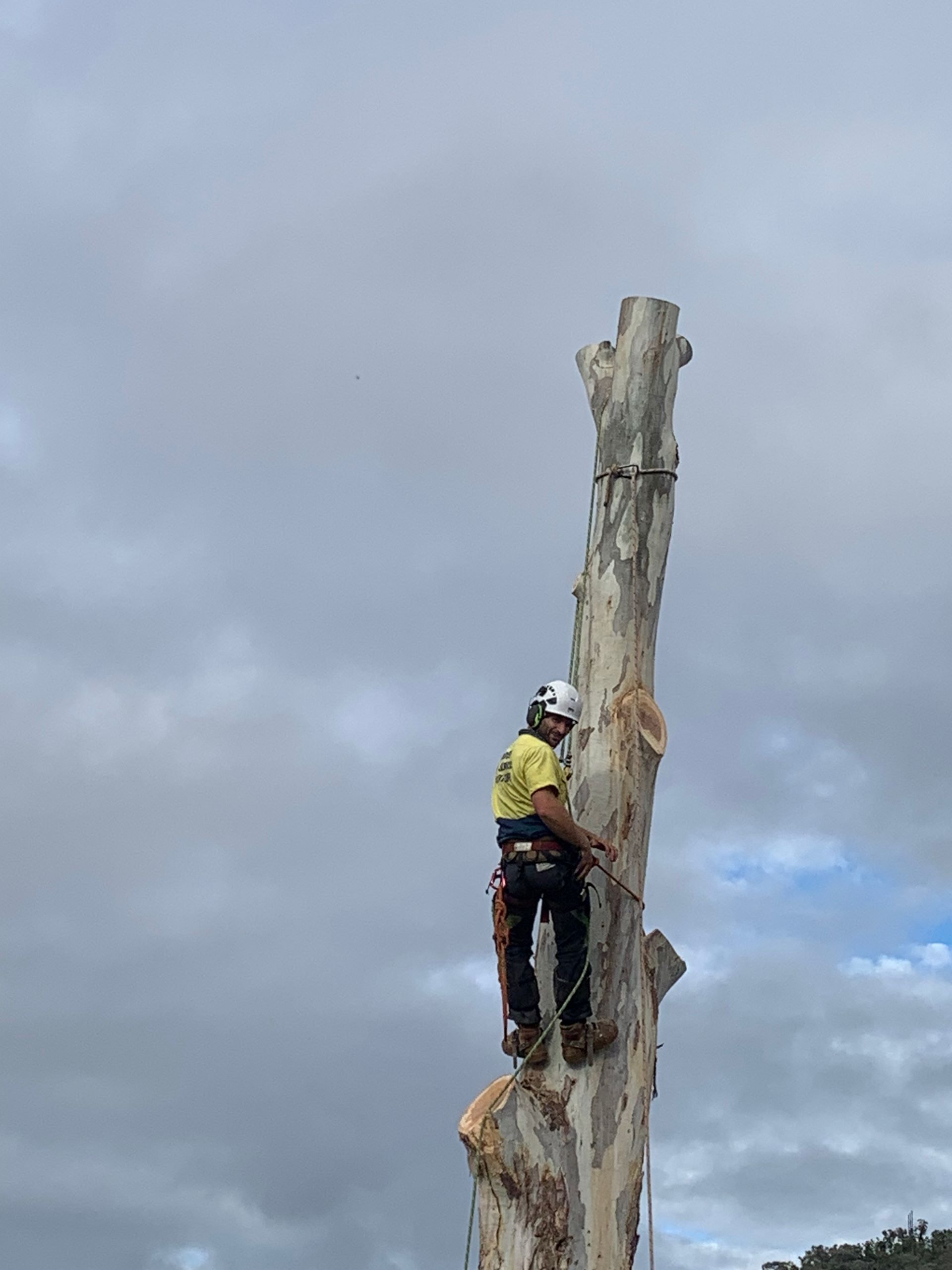 A Man In a tall tree while cutting it down in safety gear — Mudgee Tree Services in Dubbo, NSW