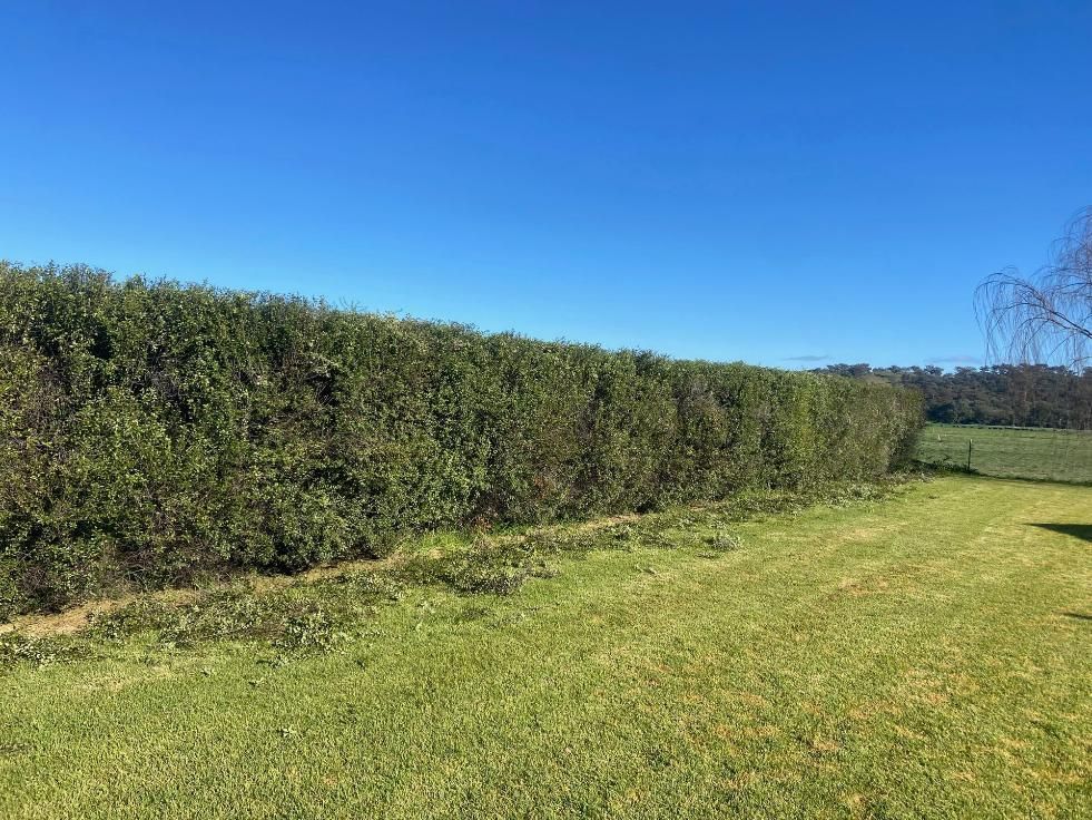 A hedge on lawn is nicely trimmed — Mudgee Tree Services in Eurunderee, NSW