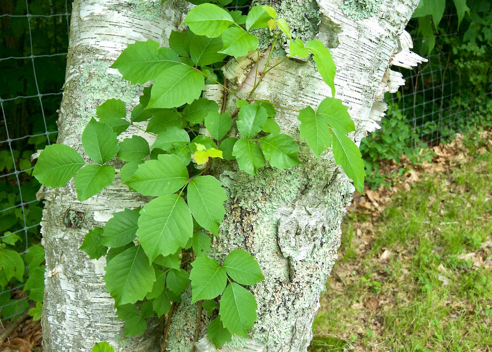 A tree trunk with green leaves growing out of it