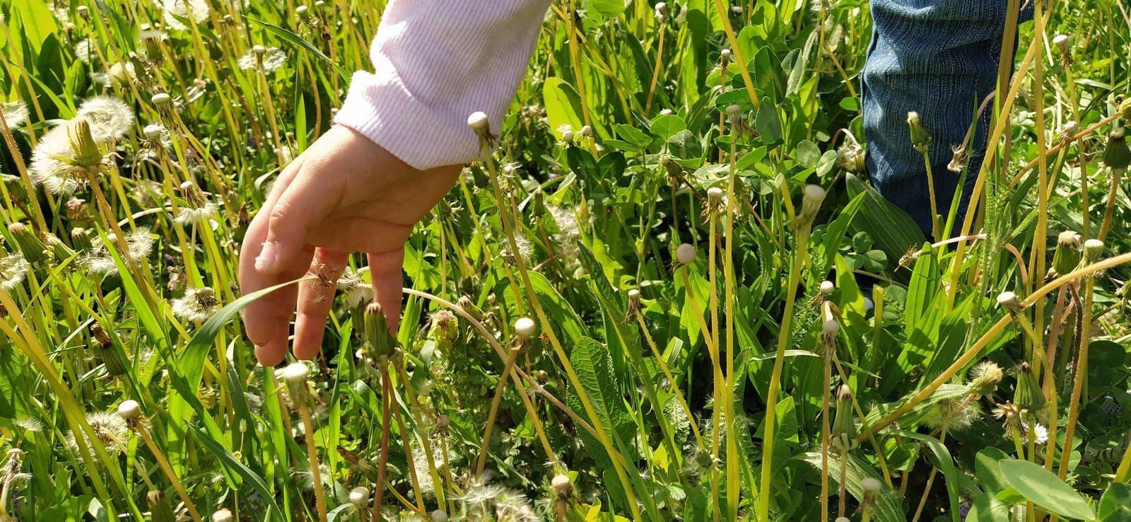 girl-picking-dandelions-in-the-meadow-allergy-treatment-concept
