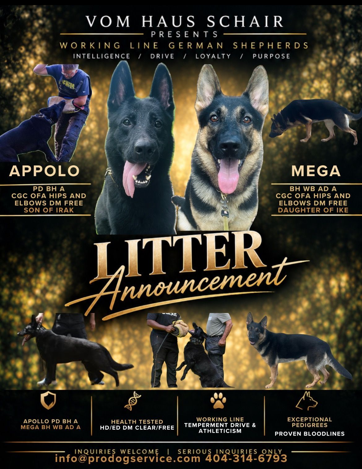 Black German Shepherd dog waling next to the owner.