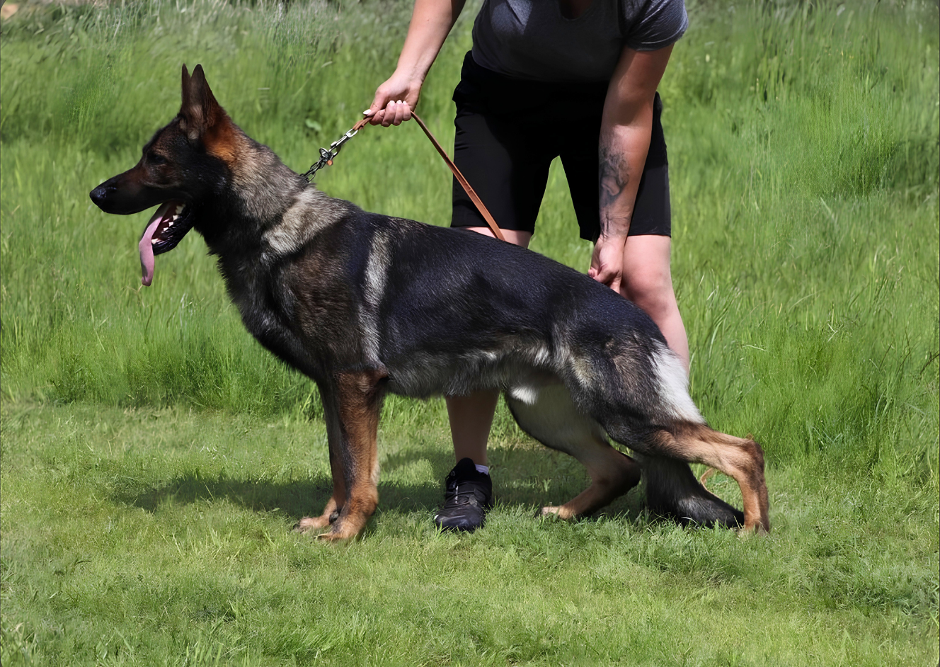 Black German Shepherd dog waling next to the owner.