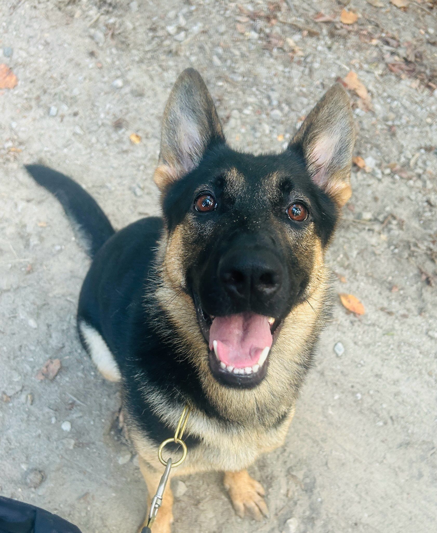 Black German Shepherd dog with erect ears and pink tongue, looking directly at the camera.