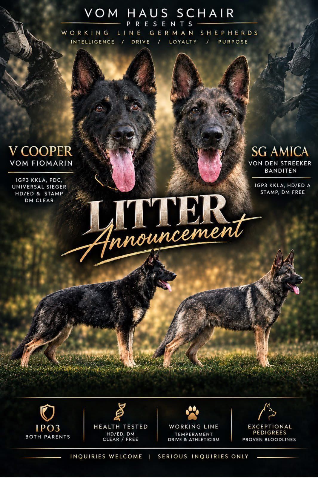 Black German Shepherd dog waling next to the owner.