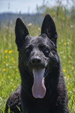 Black German Shepherd dog with erect ears and pink tongue, looking directly at the camera.