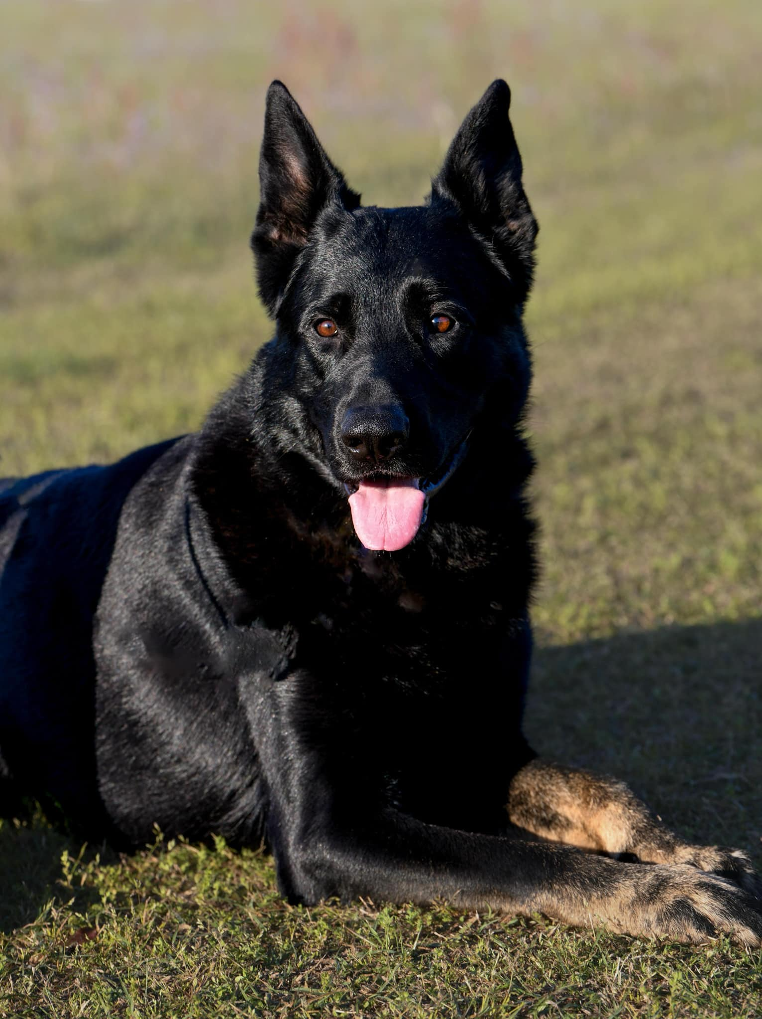 Black dog with upright ears and pink tongue lying on grass.