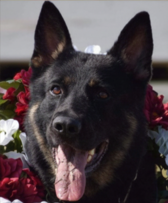 Black and tan German Shepherd with a floral wreath around its neck, panting with tongue out.