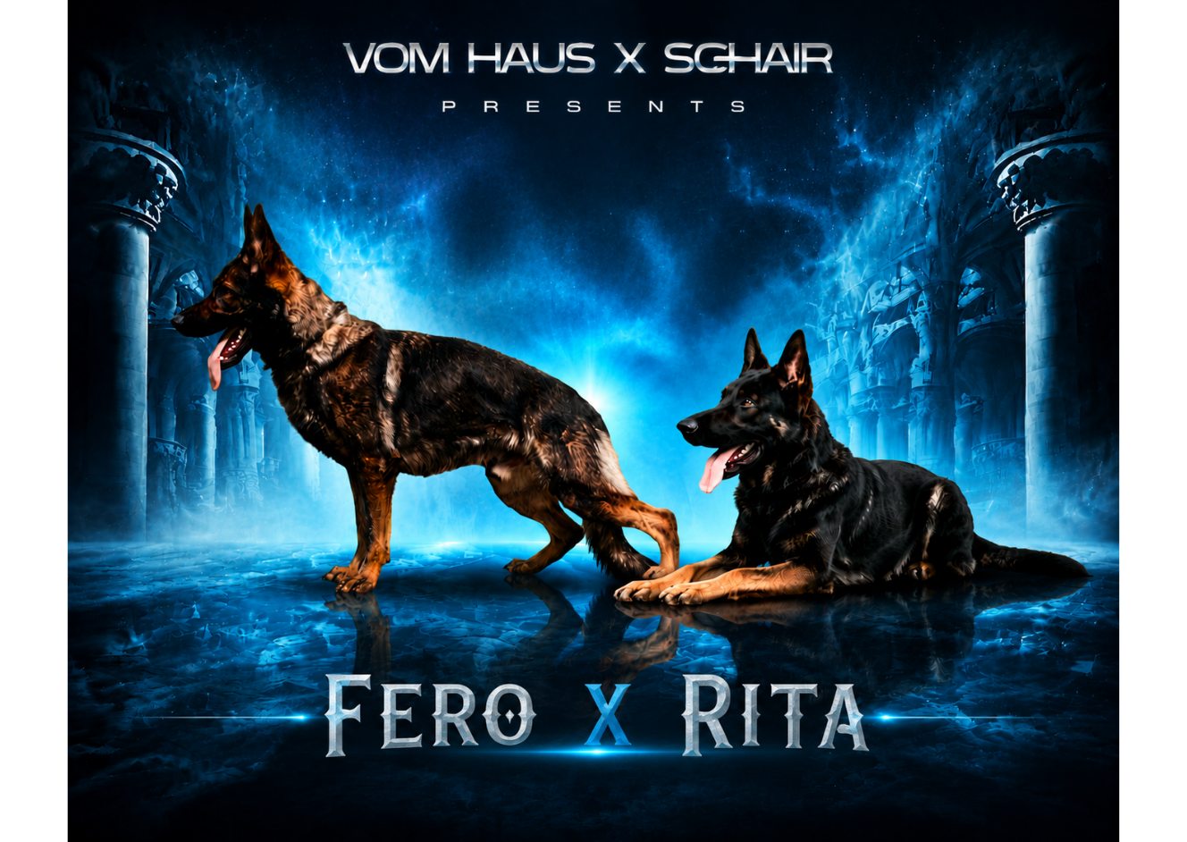Black German Shepherd dog waling next to the owner.