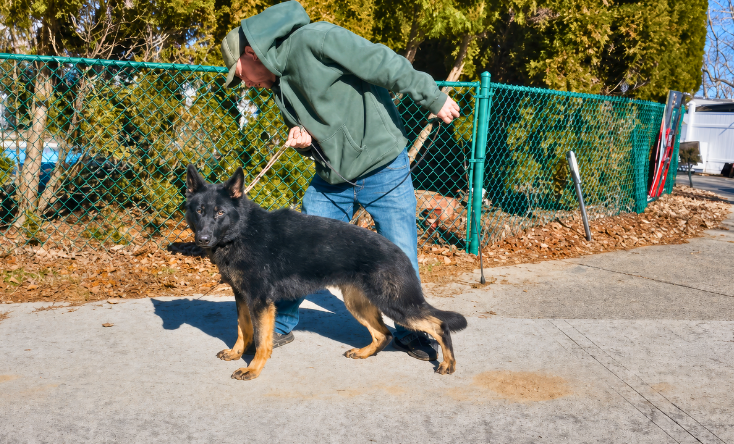 Person walking a brindle dog on a leash at a grassy field with a blue training cone.