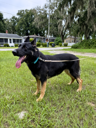 Black dog leaping to bite the padded arm of a person in a field; dog training.