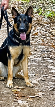 Black dog leaping to bite the padded arm of a person in a field; dog training.