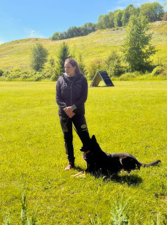 Black dog leaping to bite the padded arm of a person in a field; dog training.